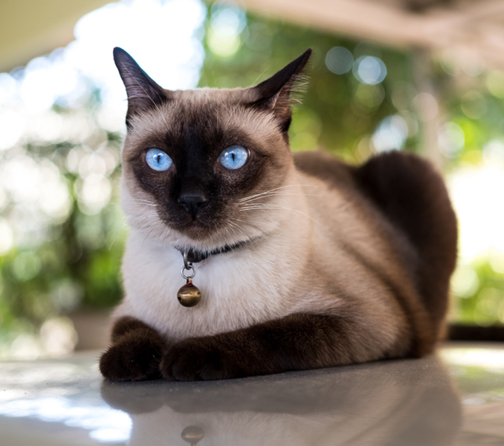 Blue Point Kedi Nedir?