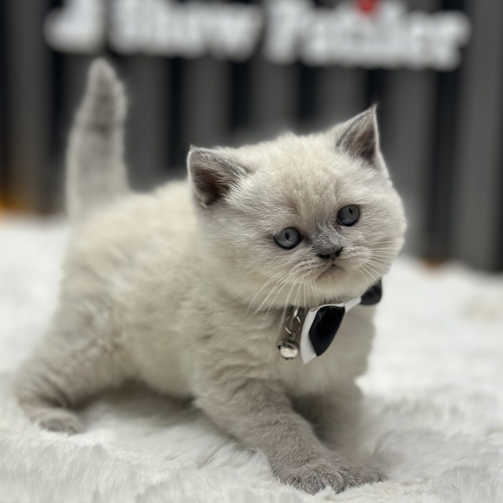 Blue Point Kedisi Nedir