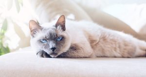 Blue Point kedi hastalıkları