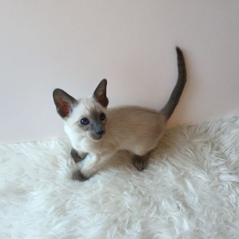 Blue point kedi özellikleri