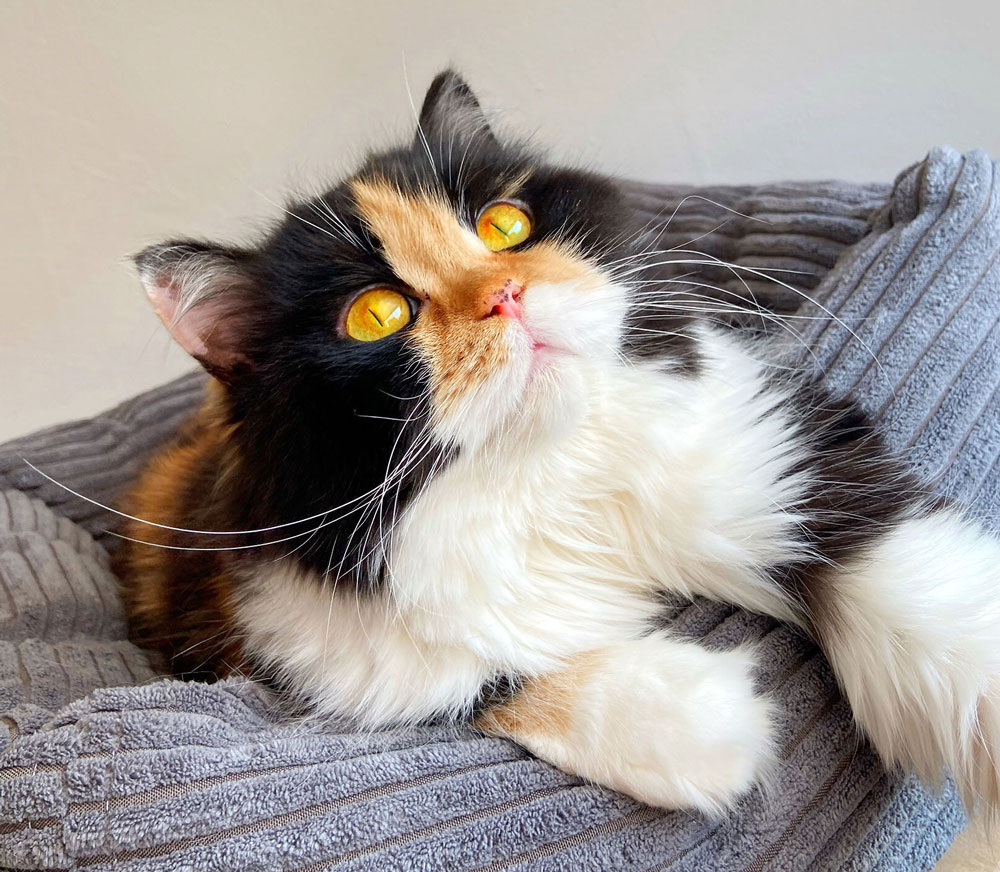 British Longhair Kedilerin Bakımı