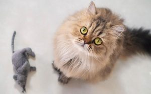 British Longhair Özellikleri: