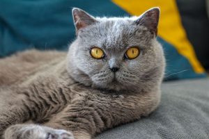 British Shorthair Kedi Özellikleri