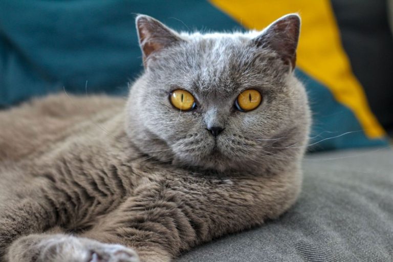 British Shorthair Kedi Özellikleri