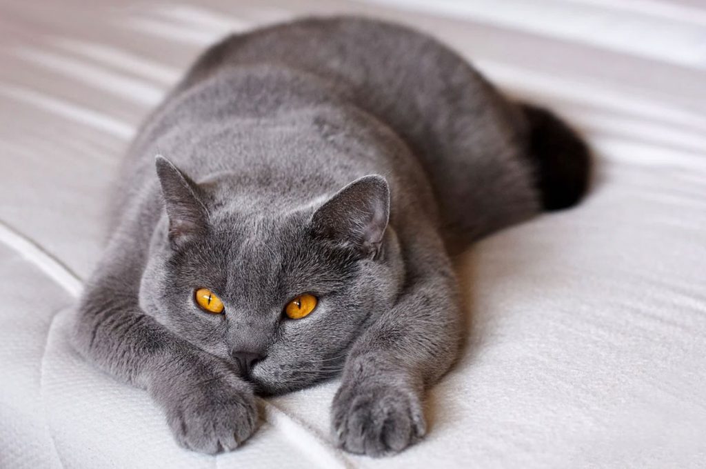 British Shorthair Kedilerle Yaşamanın Keyfi