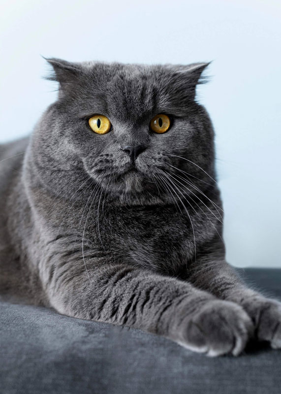 British Shorthair Kedinin Karakter ve Davranış Özellikleri