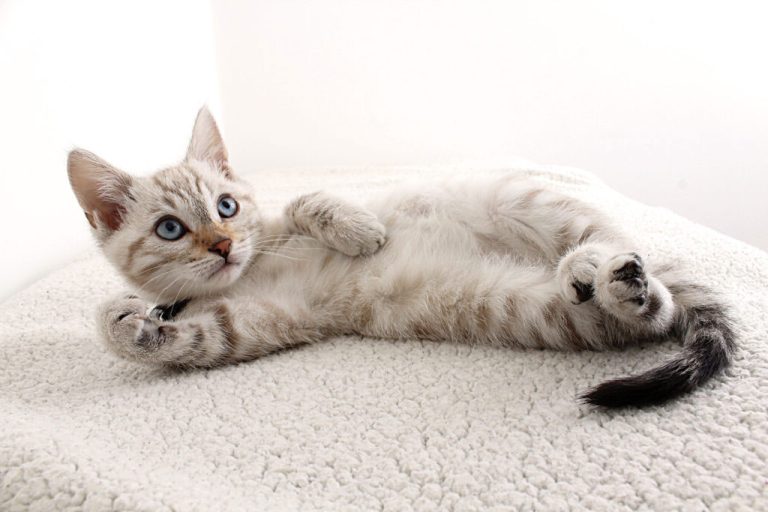 Çakıl Erkek Kedi İsmi