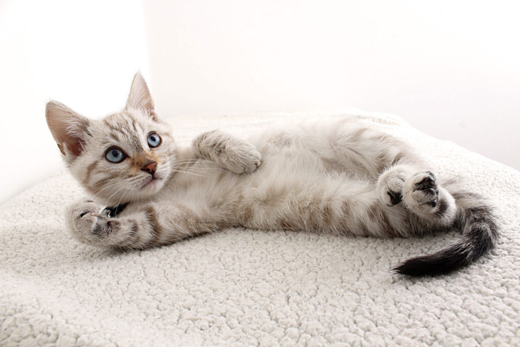 Çakıl Erkek Kedi İsmi