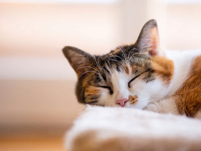 Calico Kedilerin Bakımı