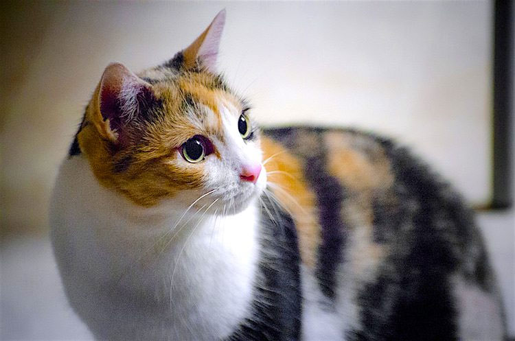Calico Kedinin Fiziksel Özellikleri