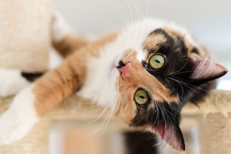 Calico cinsi kedi özellikleri