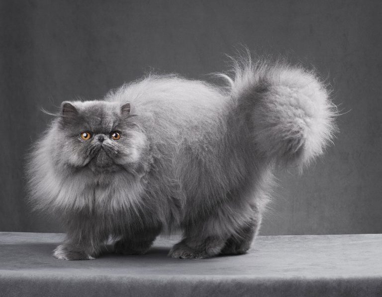 Chinchilla Kedi Özellikleri