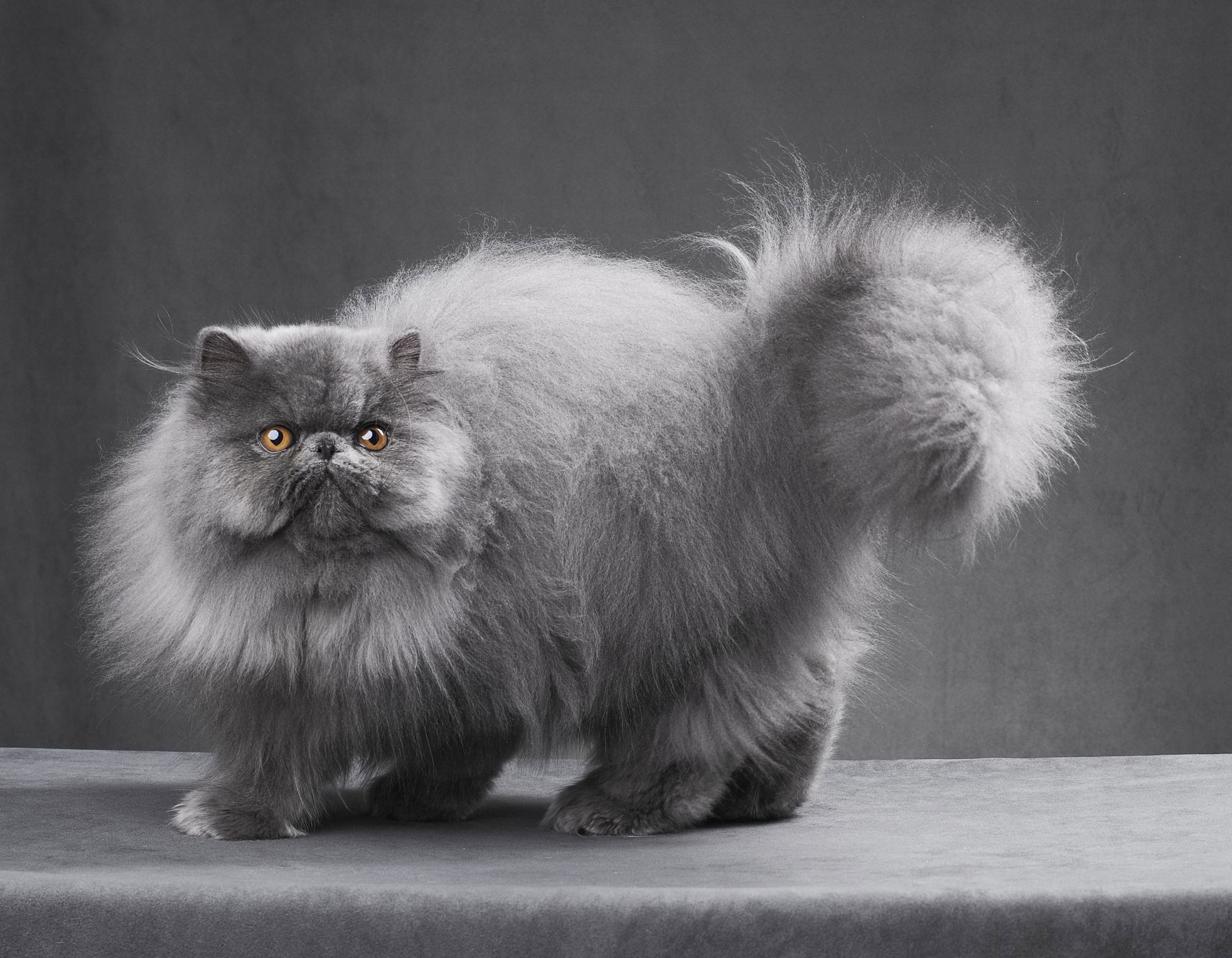 Chinchilla Kedi Özellikleri