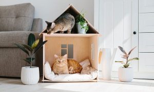 Dekoratif kedi evi