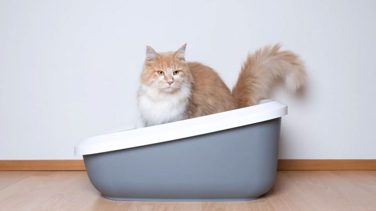 Evde kedi tuvaleti nerede olmalı?