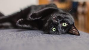 Her siyah kedi bombay mıdır
