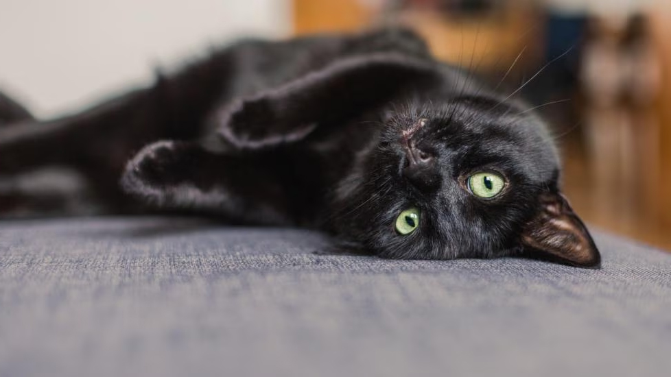 Her siyah kedi bombay mıdır