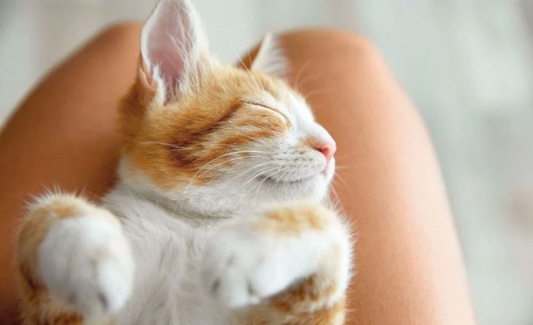 Kedi İsmi Olarak Nohut