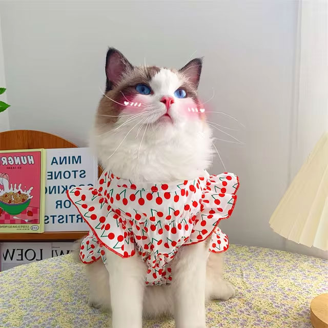 Kedi Kıyafeti Dikerken Dikkat Edilmesi Gerekenler