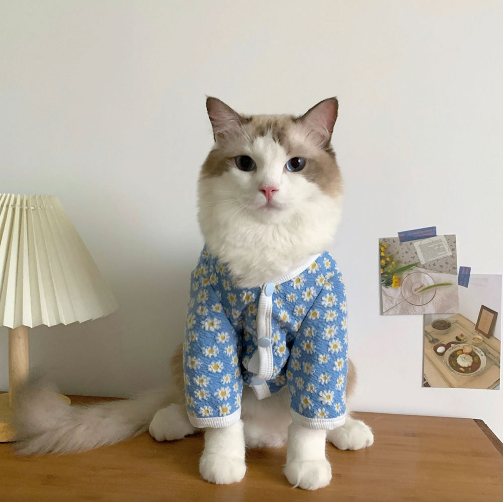 Kedi Kıyafeti Dikmek İçin Adım Adım Rehber