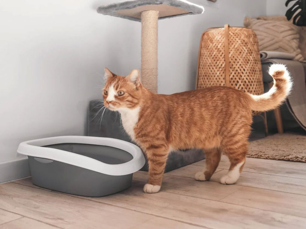 Kedi Tuvaleti İçin Doğru Yer Seçimi