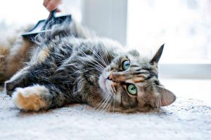 Kedi bakımı hakkında bilinmesi gerekenler
