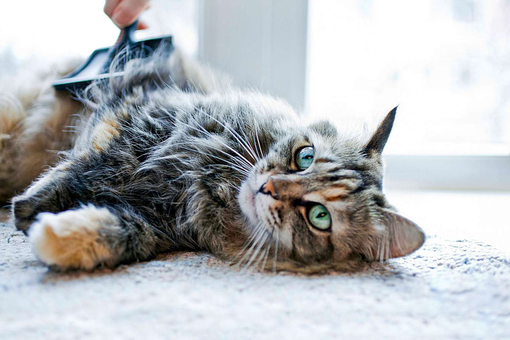 Kedi bakımı hakkında bilinmesi gerekenler