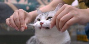 Kedi bıyığı kesilir mi