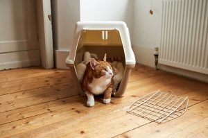 Kedi eve ilk geldiğinde ne yapılmalı?