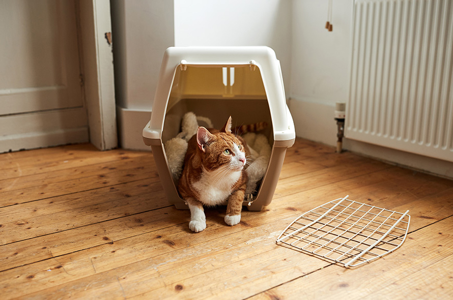 Kedi eve ilk geldiğinde ne yapılmalı?