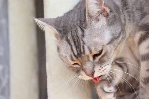Kedi kusması neden olur