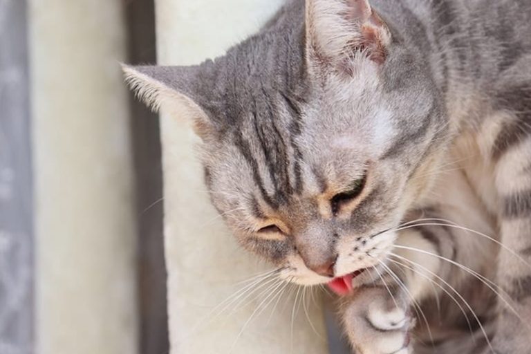 Kedi kusması neden olur