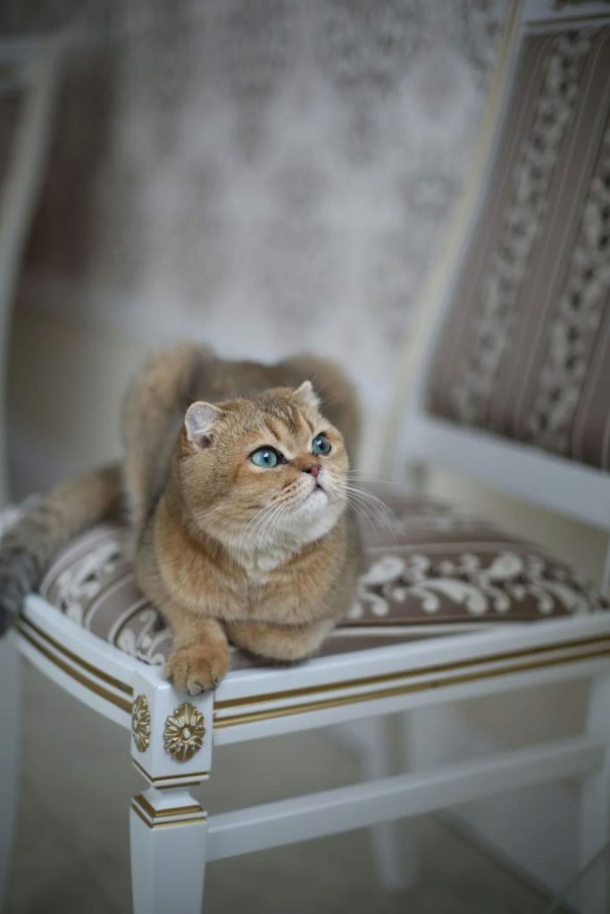 Mavi Gözlü Kedi Resimleri