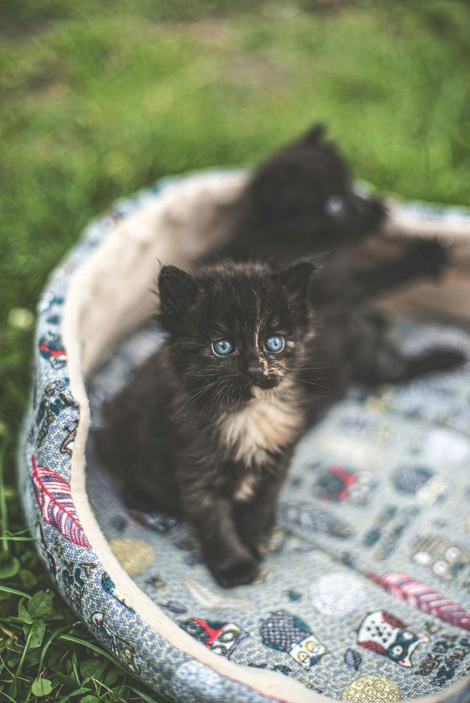 Mavi Gözlü Kedi Resimlerinin Büyüsü