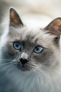 Mavi Gözlü Kedi Resmi