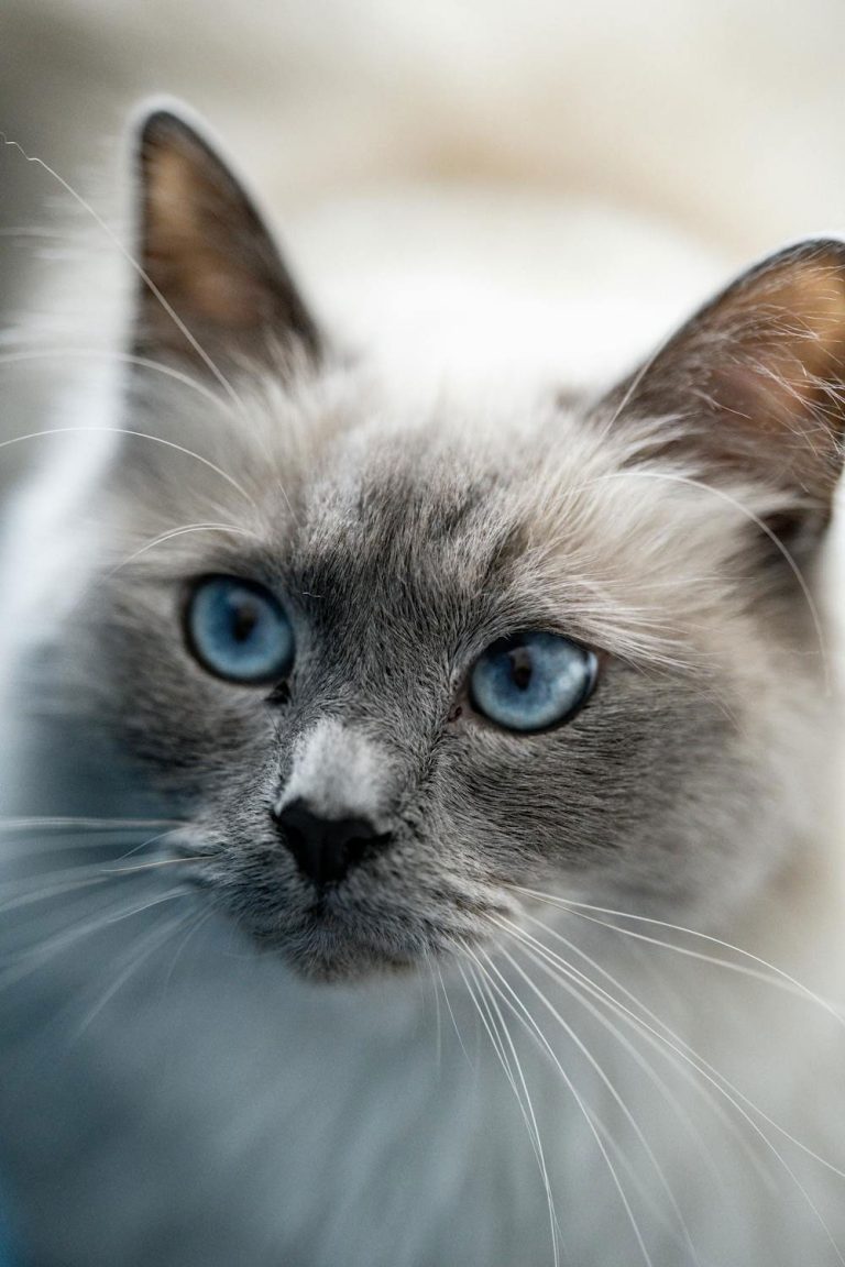 Mavi Gözlü Kedi Resmi