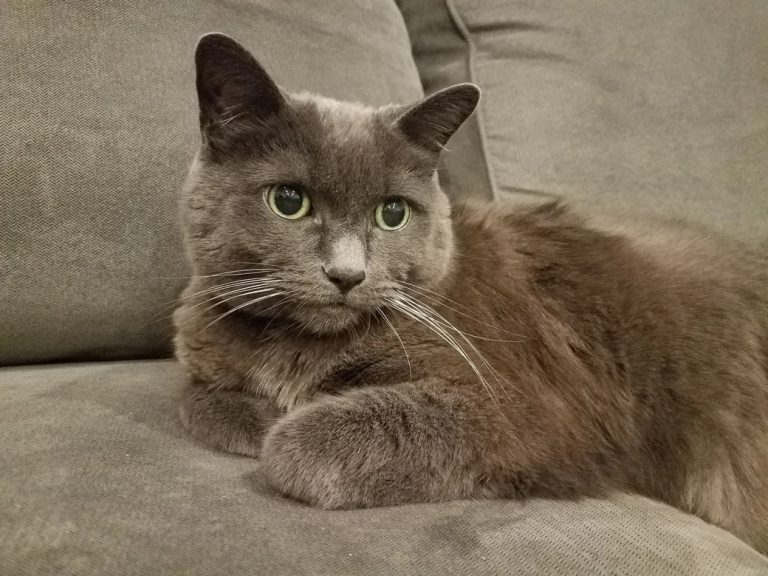 Misha Kedi İsmi ve Anlamı