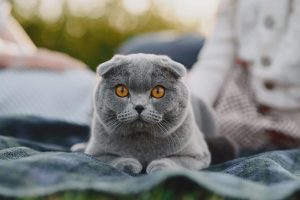 Scottish Kedi Özellikleri