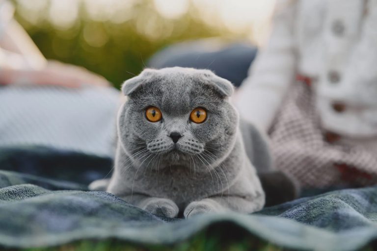 Scottish Kedi Özellikleri