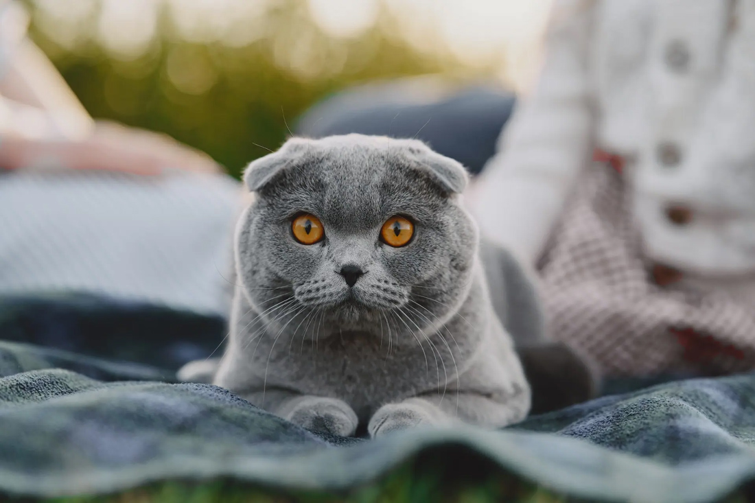 Scottish Kedi Özellikleri