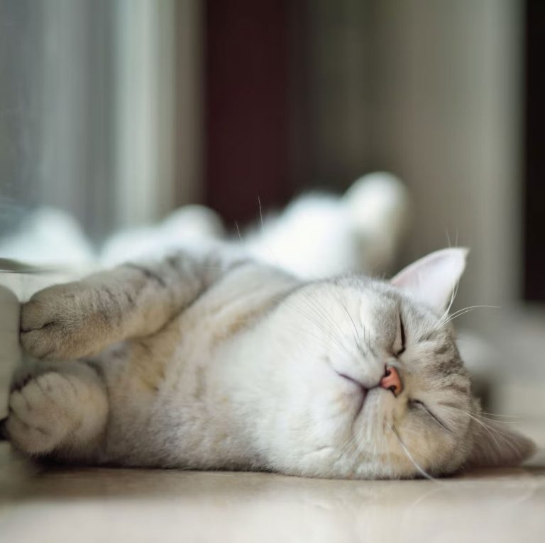 aron kedi ismi