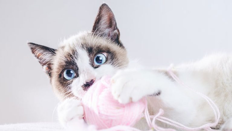 kedi ismi mira