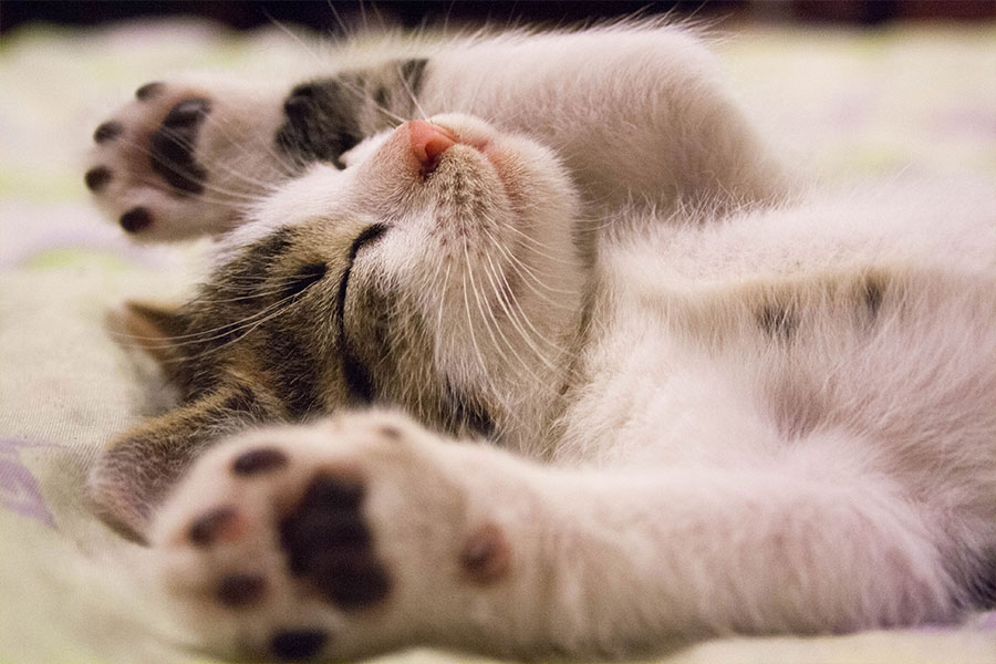 leo erkek kedi ismi