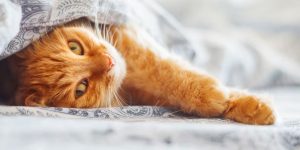 maya kedi ismi