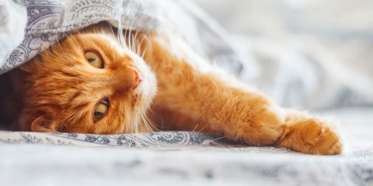 maya kedi ismi